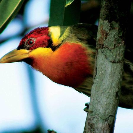 Inkaterra Reserva Amazonica بويرتو مالدونادو المظهر الخارجي الصورة